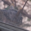 squirrel 2005-03-05 2e