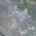 squirrel 2005-03-05 3e.jpg