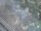 squirrel 2005-03-05 3e