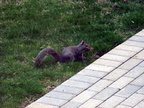 squirrel 2010-04-12 2e
