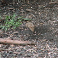 mice 2009-08-22 4e