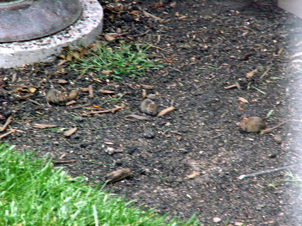 mice 2009-09-22 1e.jpg
