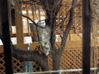 opossum 2009-12-25 1e