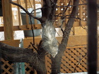 opossum 2009-12-25 2e