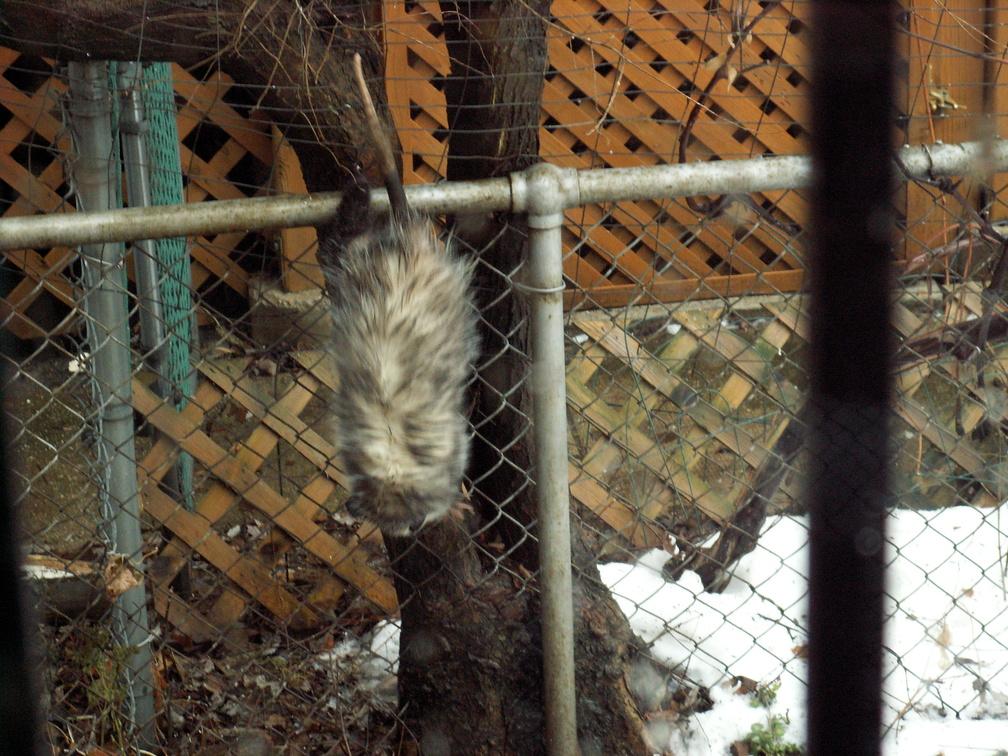 opossum 2009-12-25 4e.jpg