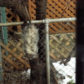 opossum 2009-12-25 4e