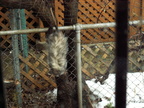 opossum 2009-12-25 4e