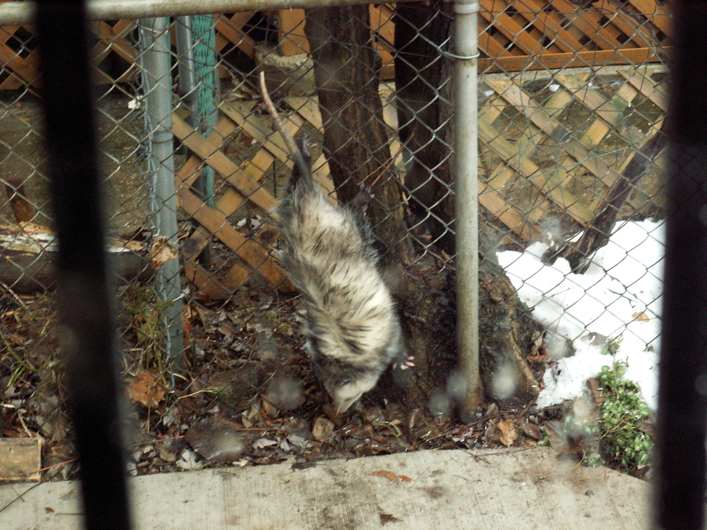 opossum 2009-12-25 5e.jpg