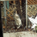 opossum 2009-12-25 5e.jpg