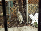 opossum 2009-12-25 5e