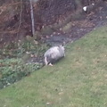 opossum 2011-12-14 01e