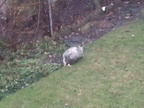 opossum 2011-12-14 01e