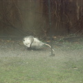 opossum 2011-12-14 03e.jpg