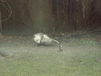 opossum 2011-12-14 03e
