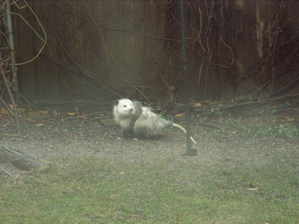 opossum 2011-12-14 04e.jpg