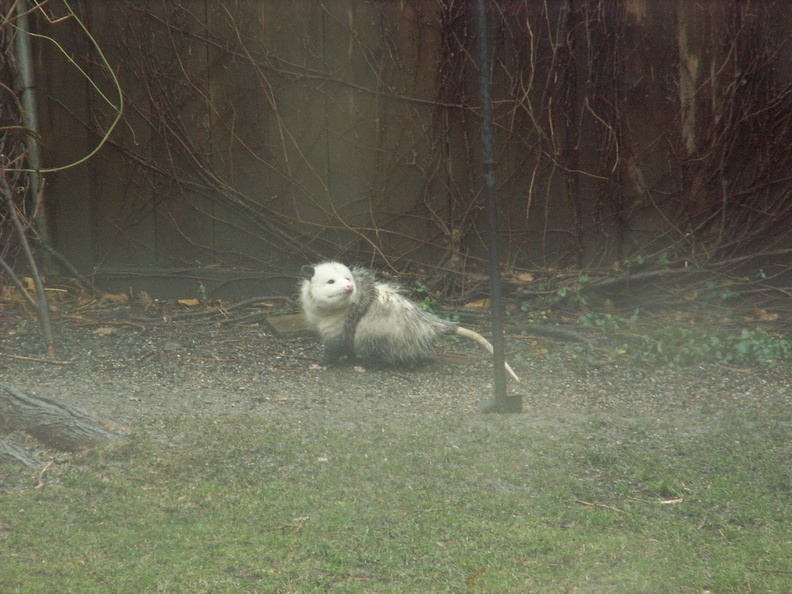 opossum 2011-12-14 04e
