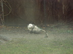 opossum 2011-12-14 04e