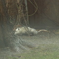 opossum 2011-12-14 06e.jpg