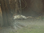 opossum 2011-12-14 06e