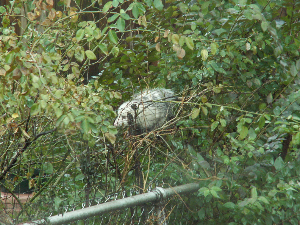 opossum 2011-12-14 09e.jpg