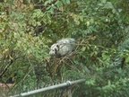 opossum 2011-12-14 09e
