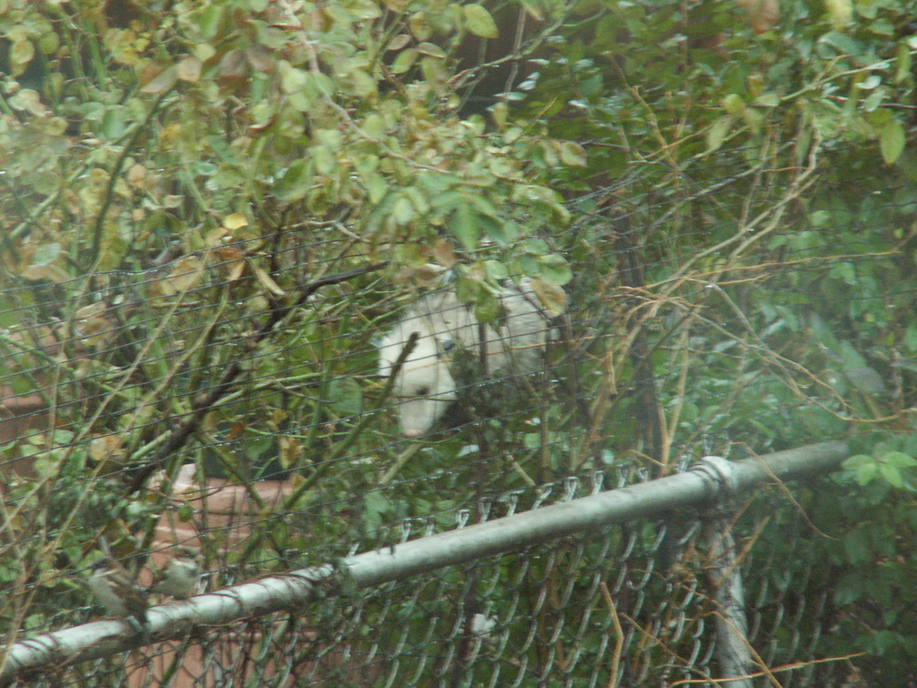 opossum 2011-12-14 12e.jpg