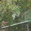 opossum 2011-12-14 12e