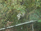 opossum 2011-12-14 12e