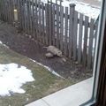 opossum 2012-01-30 1e