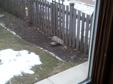 opossum 2012-01-30 1e