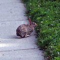 rabbit 2015-07-09 1e.jpg