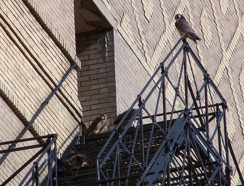 uptown falcons 2004-06-13 34e1.jpg