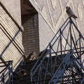 uptown falcons 2004-06-13 34e1