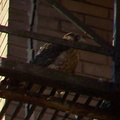 uptown falcons 2004-06-12 14e2