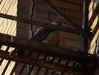 uptown falcons 2004-06-12 14e2
