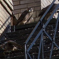 uptown falcons 2004-06-13 34e2