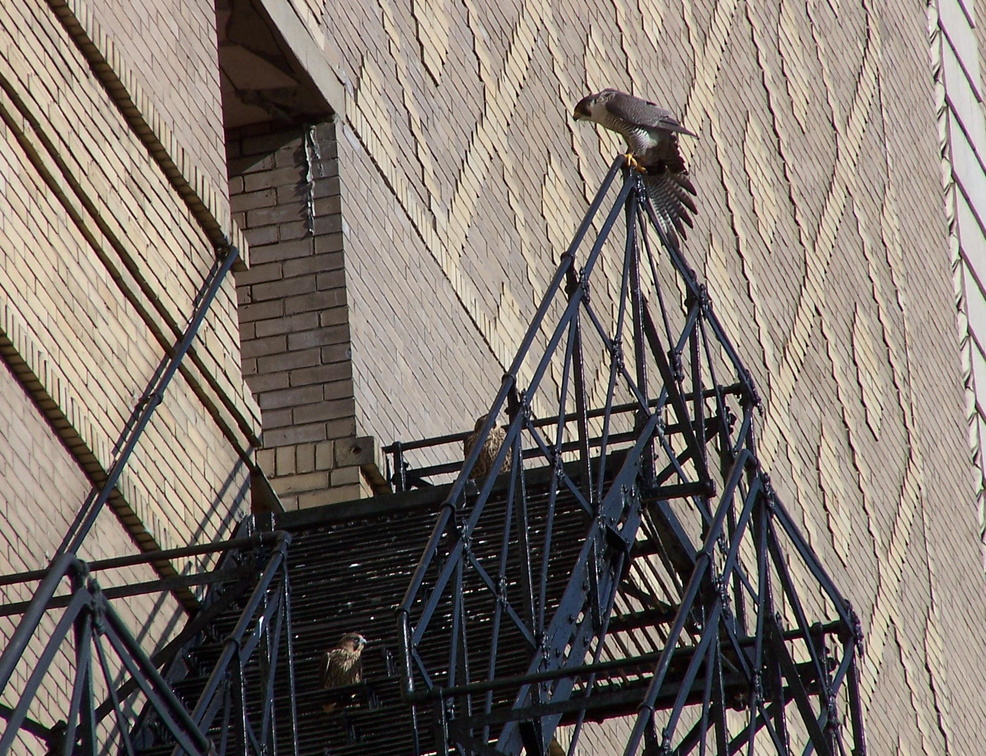 uptown falcons 2004-06-13 71e1.jpg