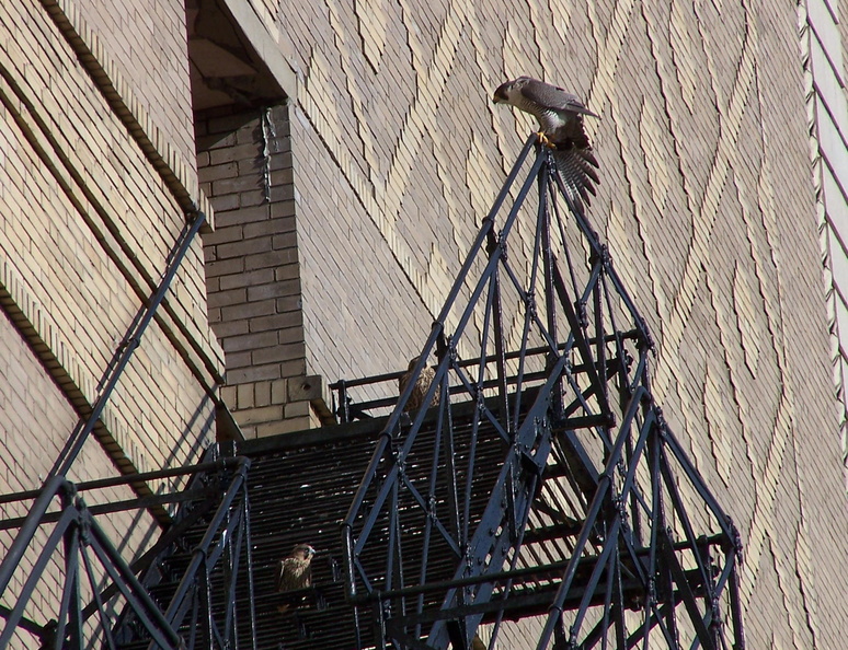 uptown falcons 2004-06-13 71e1