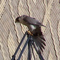 uptown falcons 2004-06-13 71e2