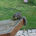squirrel 2021-07-28 09e.jpg