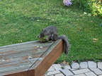squirrel 2021-07-28 09e