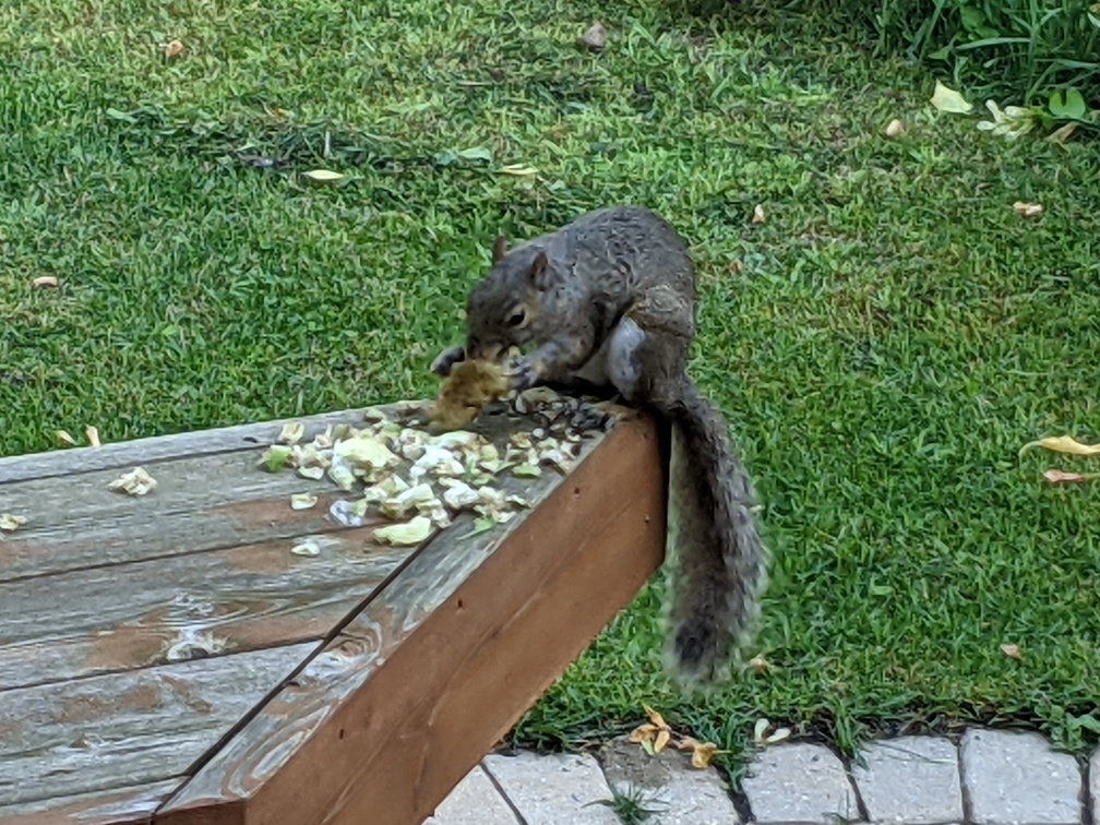 squirrel 2021-07-28 10e.jpg