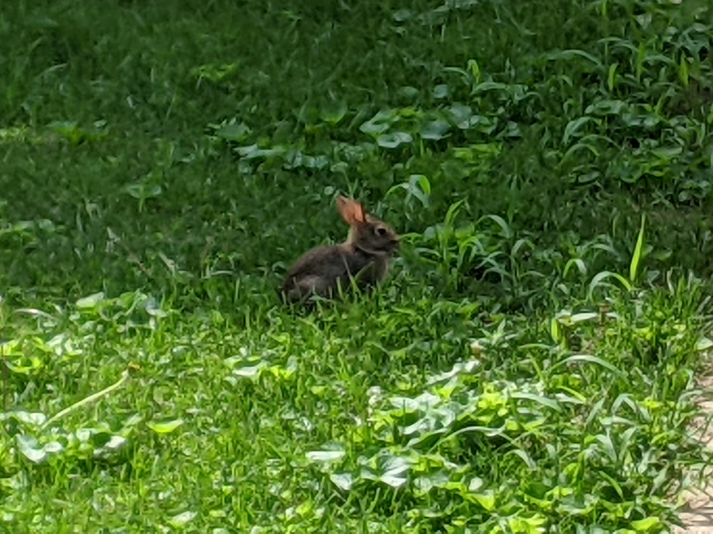 rabbit 2021-07-25 2e.jpg