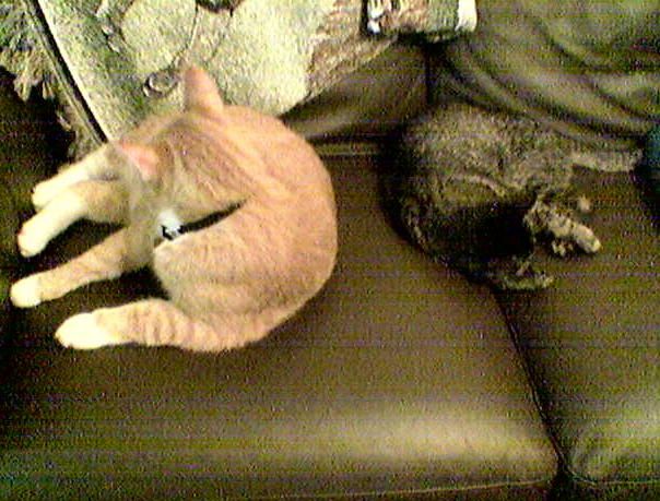 cats 2006-07-08 01e.jpg