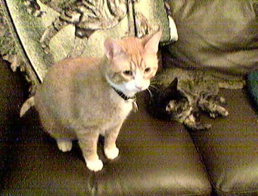 cats 2006-07-08 08e.jpg