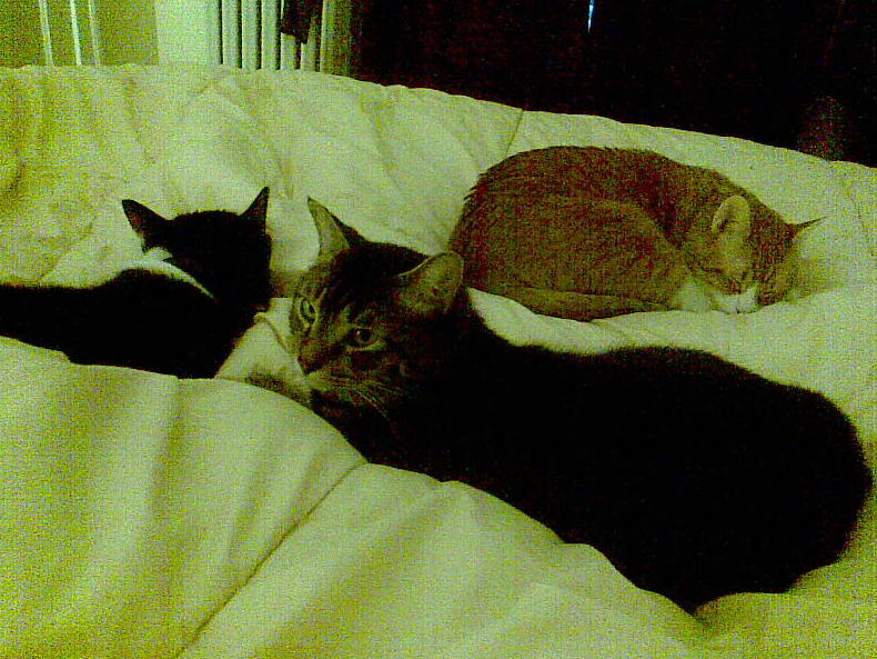 cats 2008-02-25 06e.jpg