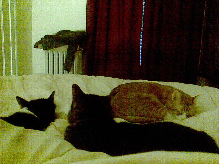 cats 2008-02-25 05e.jpg