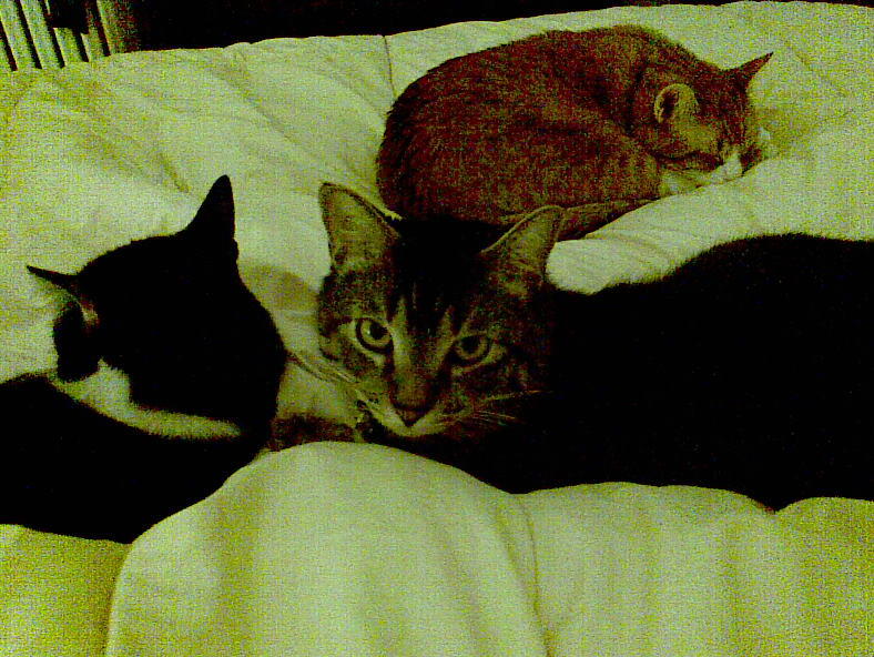 cats 2008-02-25 10e.jpg