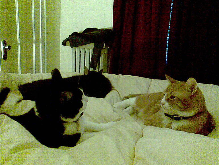 cats 2008-02-25 11e.jpg