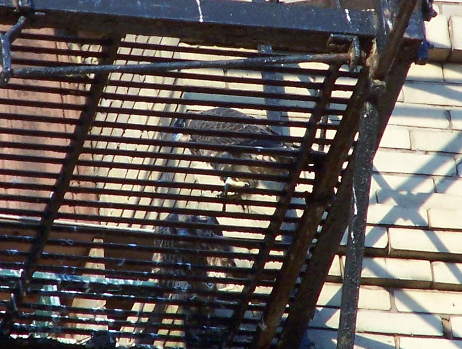uptown falcons 2004-06-12 25e.jpg